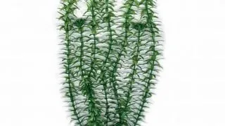 Planta Marina Anacharis - 37,5 Cm Pp1503