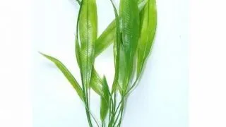 Marina Planta Amazon Sword 20 cm PP801