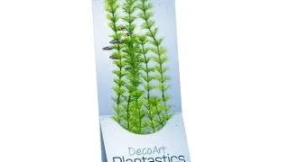TETRA PLANTA DECOART AMBULIA S 15 CM