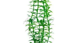 TETRA PLANTA DECOART ANACHARIS M 23 CM