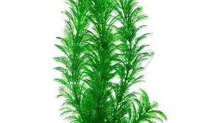 TETRA PLANTA DECOART GREEN CABOMBA L 30 CM