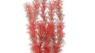 TETRA PLANTA DECOART RED FOXTAIL L 30 CM