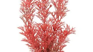 TETRA PLANTA DECOART RED FOXTAIL M 23 CM