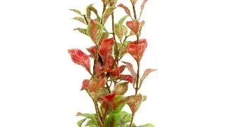 TETRA PLANTA DECOART RED LUDWIGIA M 23 CM