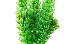 Resun Planta Plastic Hornwort 10 cm