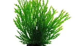 Resun Planta Plastic Willow Moss Green 8 cm