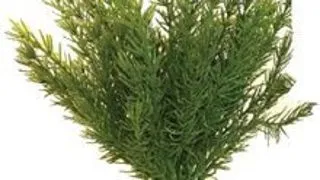 Sydeco Planta Club Moss Maxi 30 cm 350106