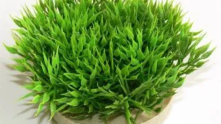 Sydeco Plante Green Moss 07cm 349720