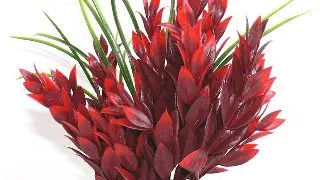 Sydeco Plante Red Ruscus 25cm 349667