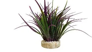 Sydeco Plante Amazonia 22cm 349617