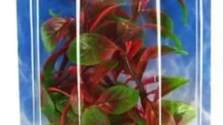 Marina Plante Red Ludwigia 20 cm PP819