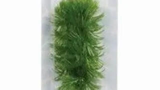 Marina Plante Mini Hornwort 12074