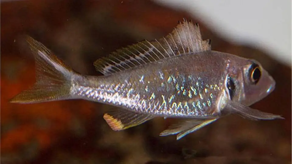 1/14502