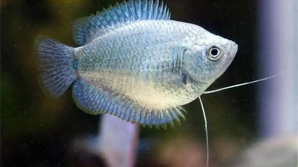 1/15377