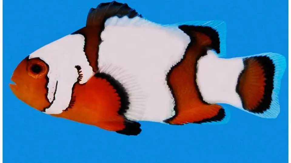 1/17358