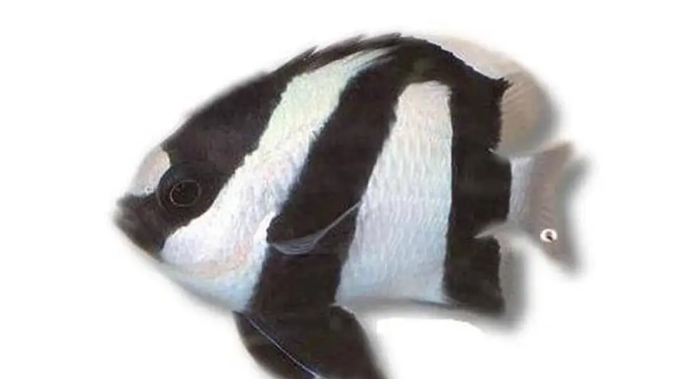 1/17366