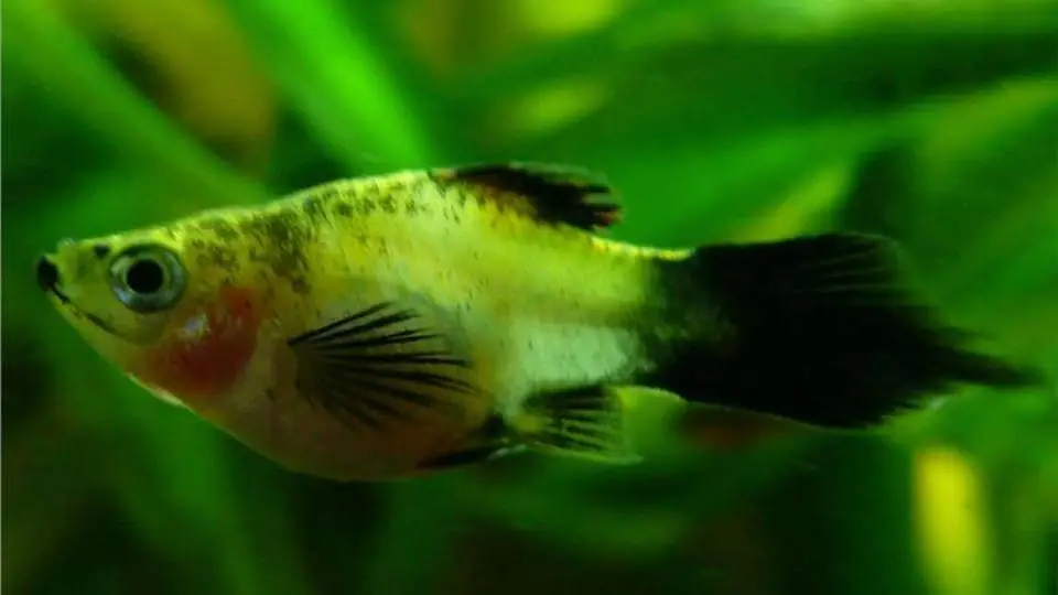 2/20037