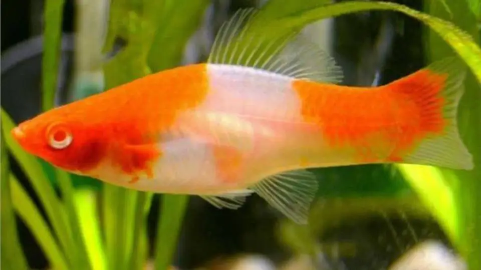 2/20055
