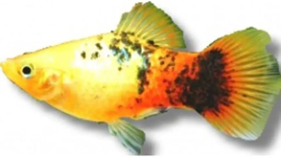2/20060