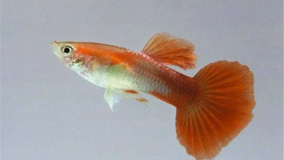 2/20091
