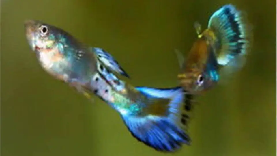 2/20156