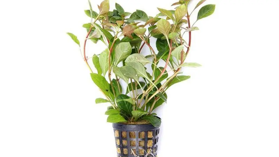 2/20299